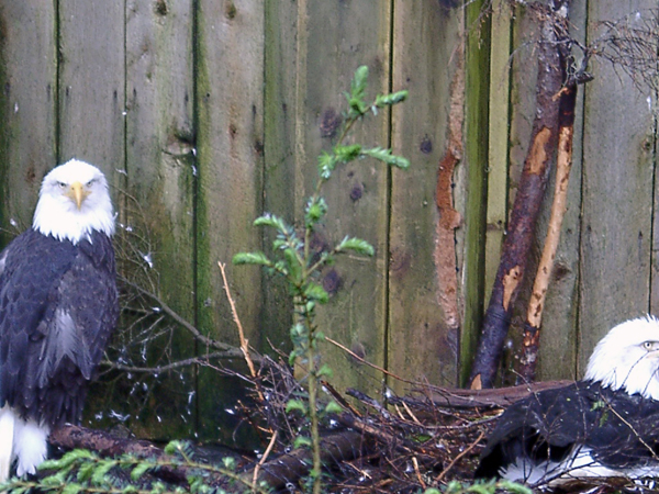 two Bald Eagles